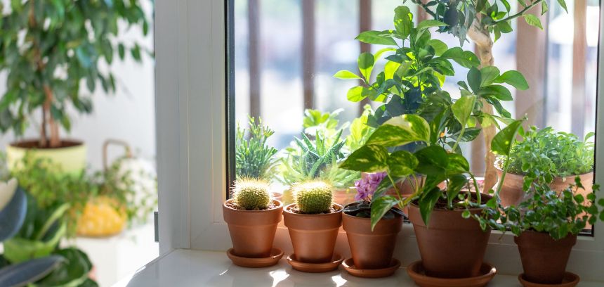Cómo preparar las plantas de interior para las vacaciones de verano